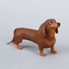 Dachshund