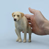 Labrador Pooping