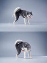 Husky Peeing