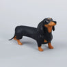 Dachshund